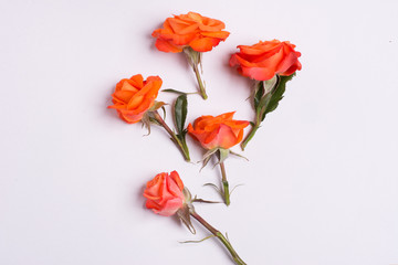 Bunch of roses on white background