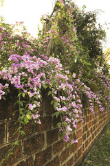 Obraz premium Garlic vine violet flower selective focus point