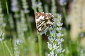 Farfalla Hamearis Lucina