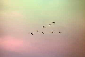 A flock of migratory birds lined up in a V formation before a long flight.