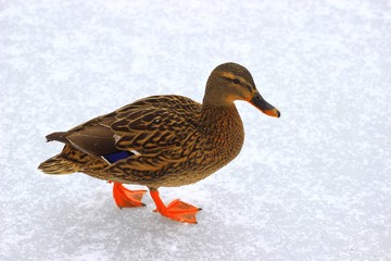 Wild duck female on frozen lake