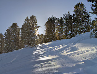  Siberian cedar forest, snowy winter, the shade of trees.