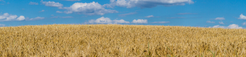 Panorama Getreidefeld