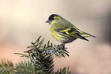 Male of Eurasian siskin. Carduelis spinus