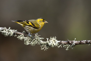 Male of Eurasian siskin. Carduelis spinus