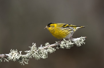 Male of Eurasian siskin. Carduelis spinus