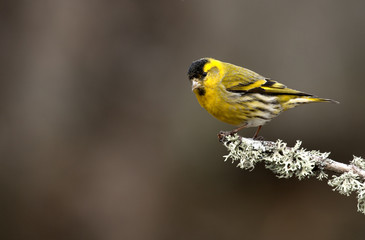 Male of Eurasian siskin. Carduelis spinus