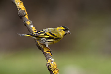 Male of Eurasian siskin. Carduelis spinus