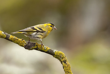 Obraz premium Male of Eurasian siskin. Carduelis spinus