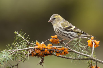 Female of Eurasian siskin. Carduelis spinus