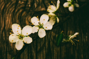 blooming branch on old wooden grunge background, tinted photo in low key
