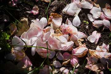 Withered petals on the grass