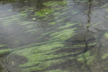In this image we can clearly see ripples in the shallow water and the reflection on the water due to sun light.