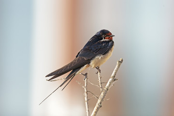 Barn swallow