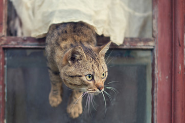 Brown cat gets out of the window © Elvira