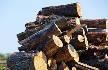 Dry, not chopped firewood lay in a heap on the street.