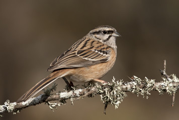 Rock bunting. Emberiza cia