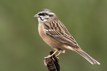 Rock bunting. Emberiza cia