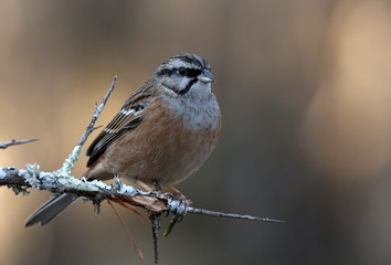 Rock bunting. Emberiza cia