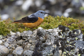 Male of Rufous-tailed rock thrush. Monticola saxatilis