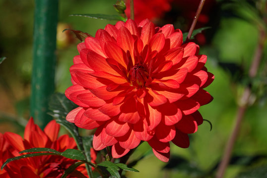 Dahlia rouge au jardin en été