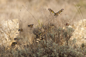 European goldfinch. Carduelis carduelis