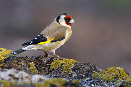 European goldfinch. Carduelis carduelis