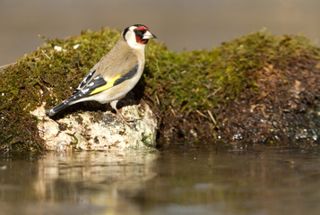 European goldfinch. Carduelis carduelis