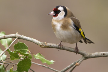 European goldfinch. Carduelis carduelis