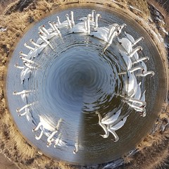 Łabędzie abstrakcja © michalsen