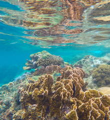 Naklejka na ściany i meble Coral reef in the tropical sea. Yellow and brown coral with coral fishes