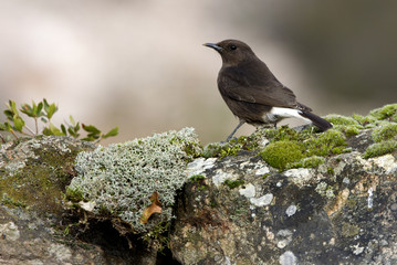 Male of Black wheatear. Oenanthe leucura