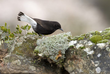 Male of Black wheatear. Oenanthe leucura