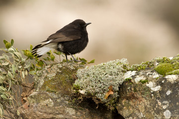 Male of Black wheatear. Oenanthe leucura
