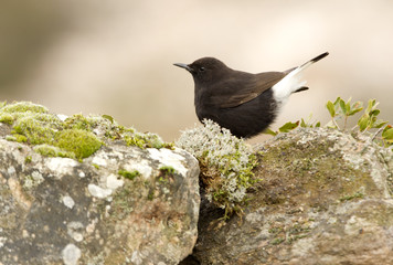 Male of Black wheatear. Oenanthe leucura