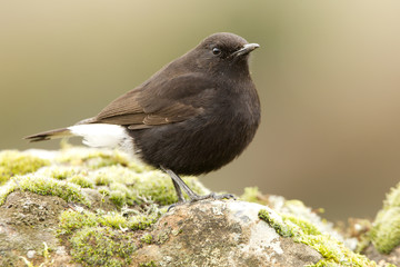 Male of Black wheatear. Oenanthe leucura