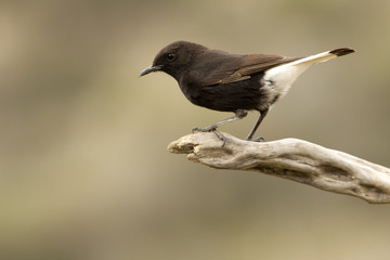 Male of Black wheatear. Oenanthe leucura