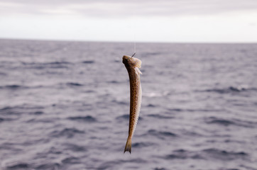 One Sea Fish Hooked