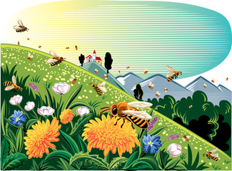 Lawn mountain flower, worker bees fly on flowers.