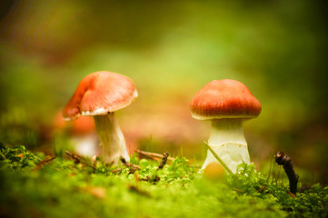 Champignons en forêt