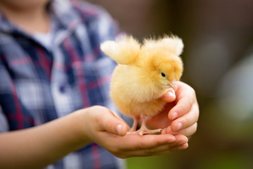 Sweet cute child, preschool boy, playing with little newborn chi