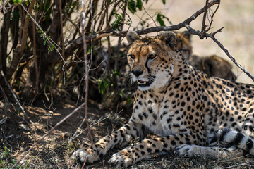 cheetah