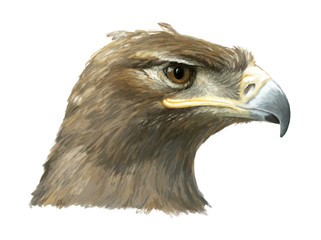 Cartoon eagle - head - illustration for children