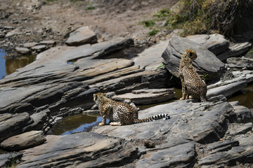cheetah © Herbert