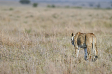 Lion