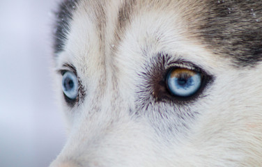 Regard d'Husky