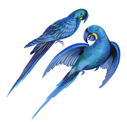 two parrots. detailed illustration of macaw bird.