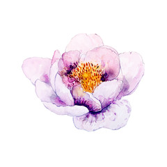 Watercolor peony flower; hand drawn