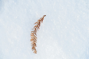 Dried Fir Leaf On White Snow