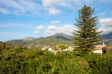 Fototapeta na wymiar Zitrusbäume in Soller, Mallorca, Spanien